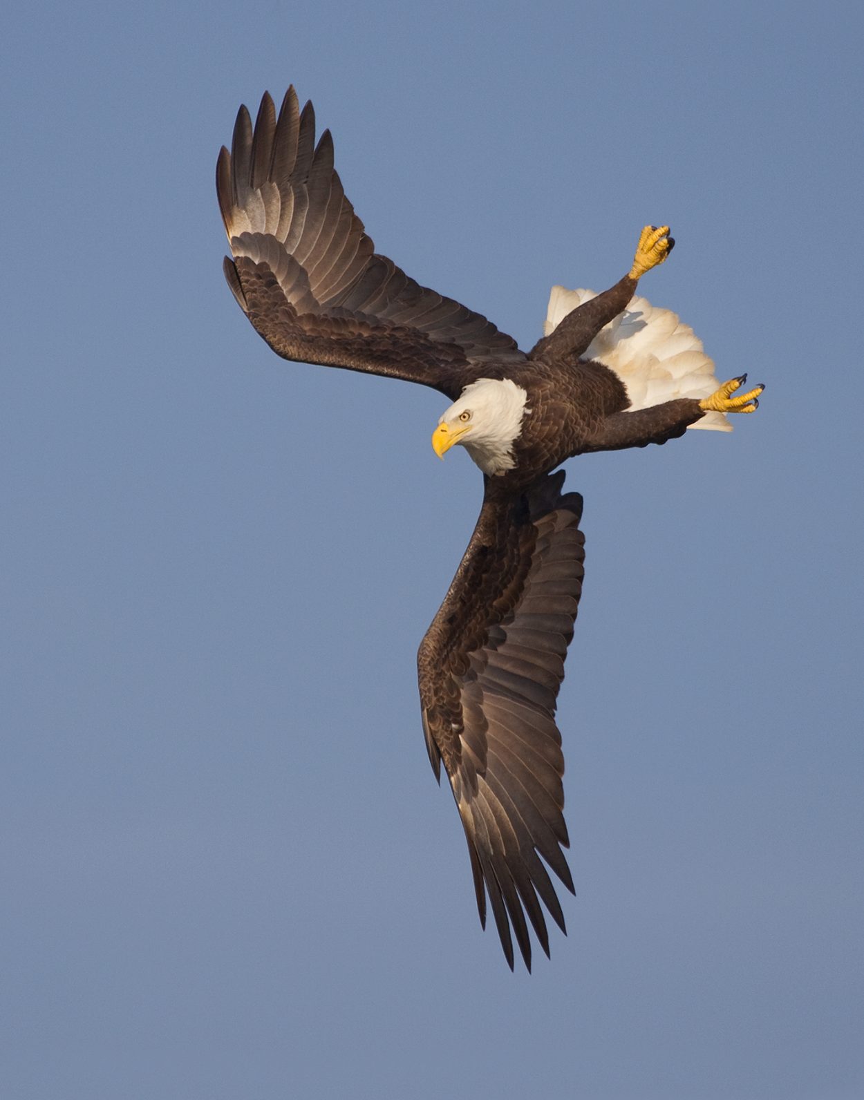 photo of bald eagle in flight