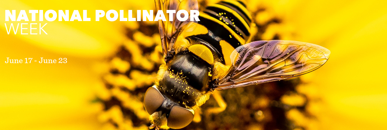 NATIONAL POLLINATOR - Lewis Ginter Botanical Garden