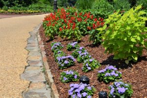 Image of a garden on the right side of a pathway, with small purple flowers in the foreground and red flowers in the background.