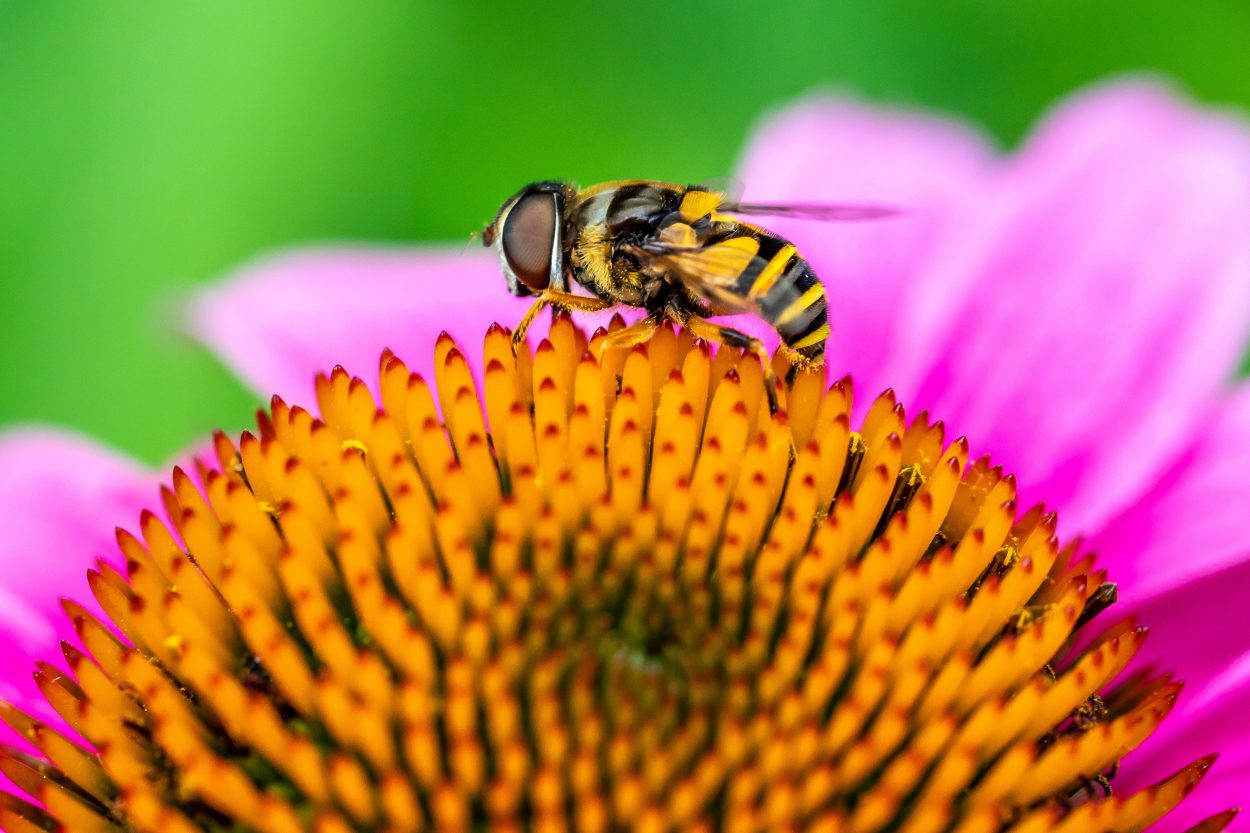 Echinacea purpurea flower with bee. Image by Tom Hennessy