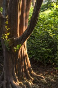 close-up of tree trunk