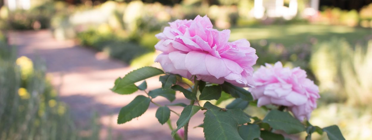 September Seasonal Garden Walk