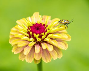 Bug on zinnia