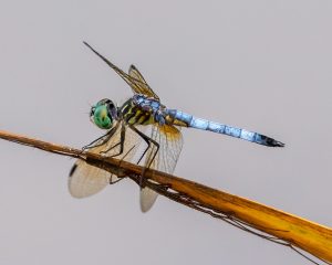 Dragonfly by Tom Hennessy