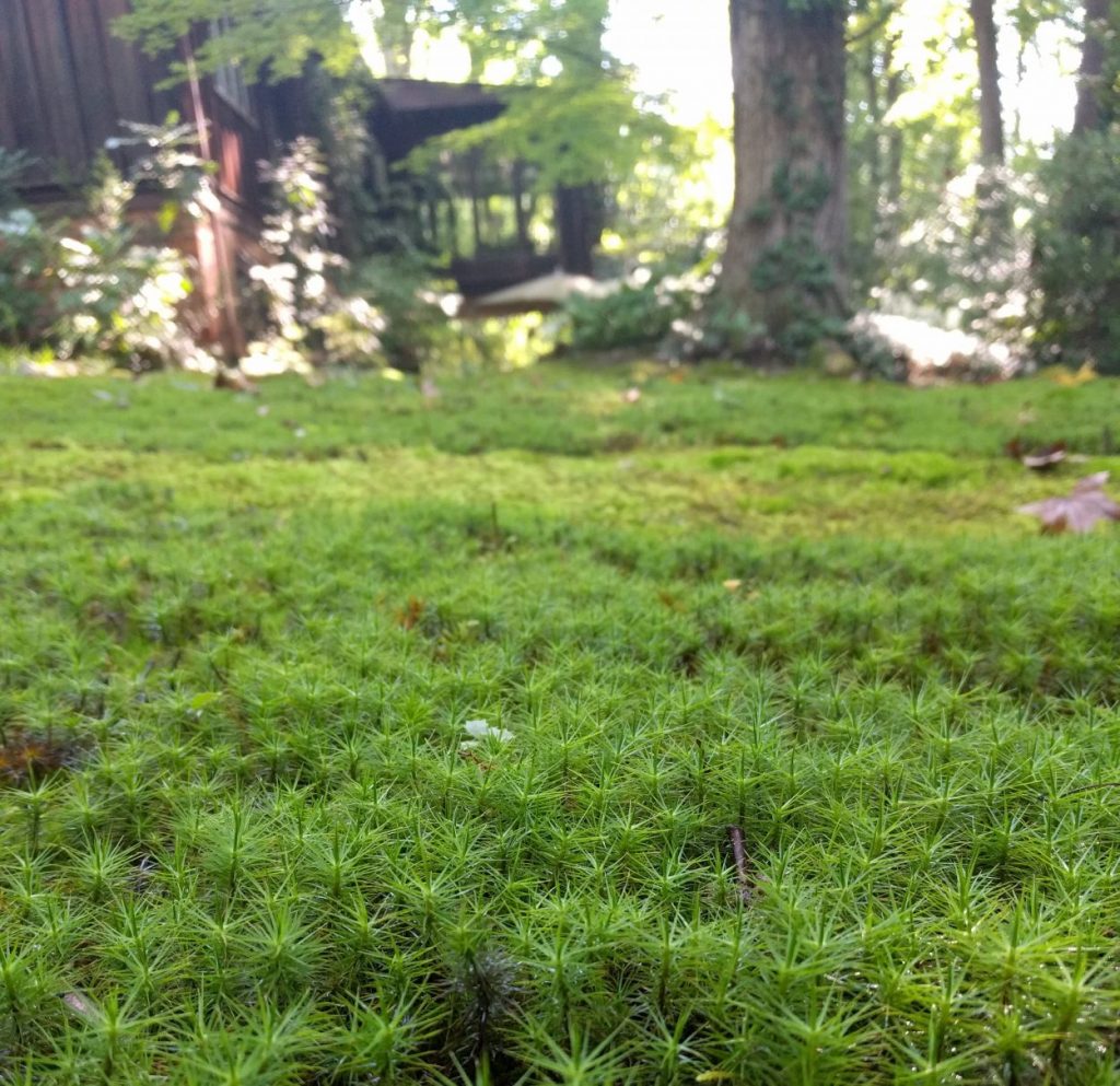 Image of a close up of a lawn of spiky-looking polytrichum moss.