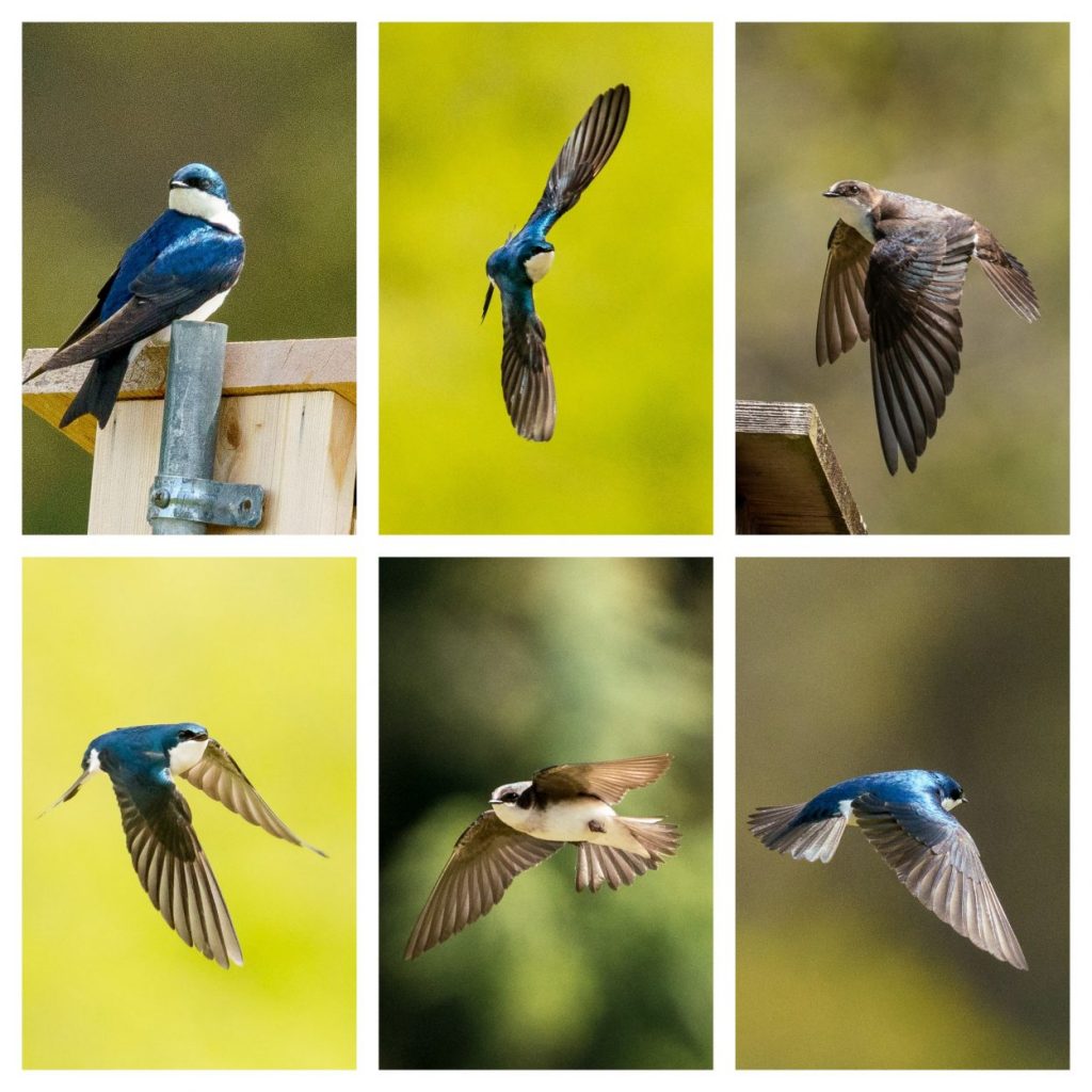 Image of a collage featuring six photographs of blue and brown tree swallows in flight.