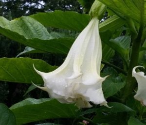 Brugmansia - a delicate white flower drooping downward