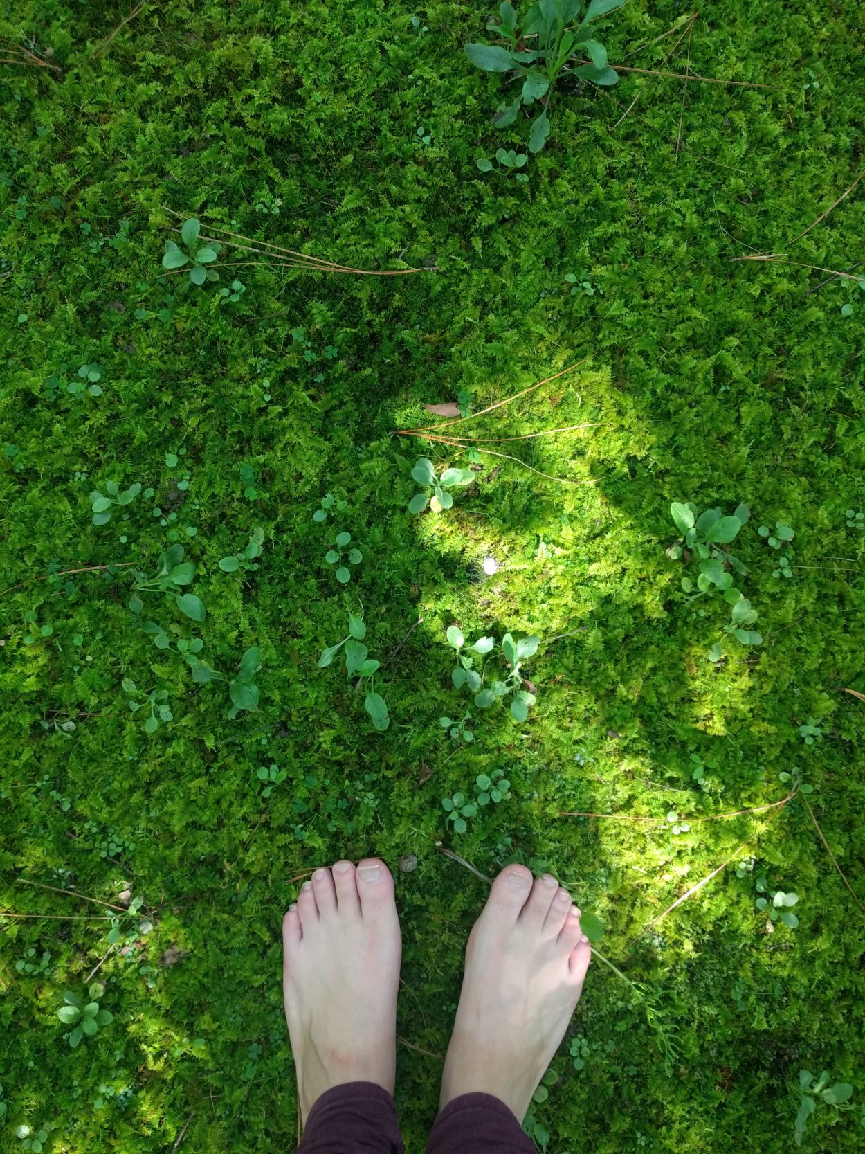 Moss, Small Wonder Beneath Our Feet