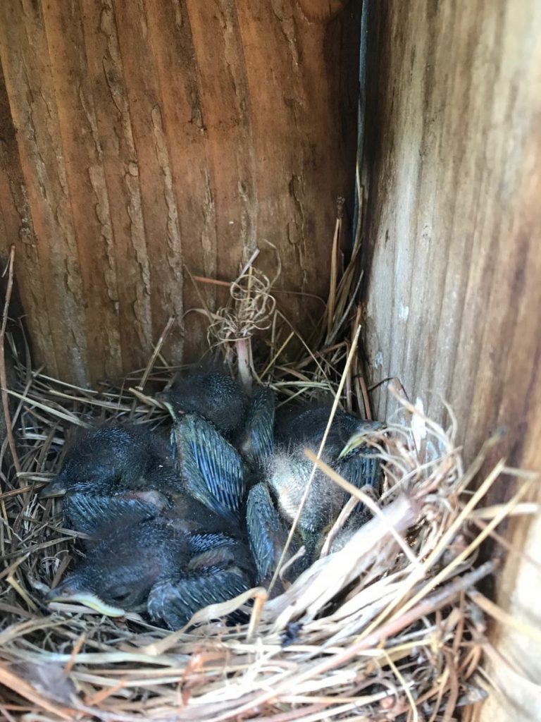 Image of a nest of several baby bluebirds inside a box, which makes up the entirety of the photo.