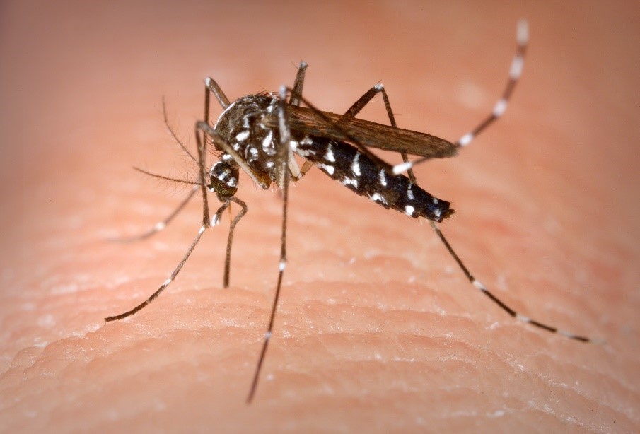 mosquitoes like this Asian tiger mosquito are only active in daytime