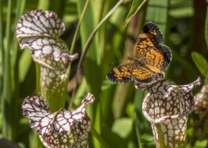 Virtual Field Trip: Pitcher plants are part of the watershed ecosystem -- here a butterfly lands on a pitcher plant.