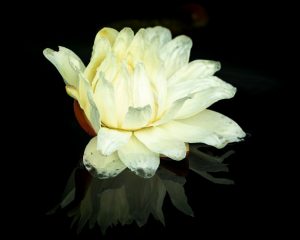 Victoria amazonica white bloom