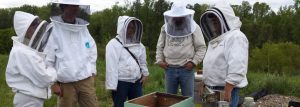 Beekeeping Refresher