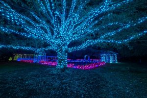 Blue Tree at Dominion Energy GardenFest of Lights by Harlow Chandler