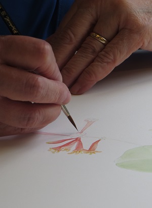 Introduction to Watercolor for Botanical Illustration
