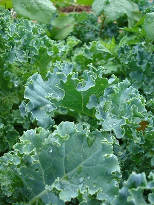 Organic Vegetable Gardening