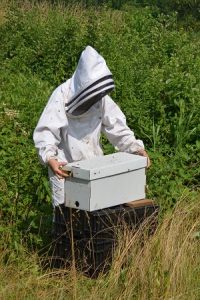 Beekeeping Refresher
