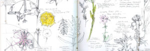 Pen & ink botanical illustration by Lara Call Gastinger