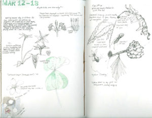 text and drawings from a nature journal