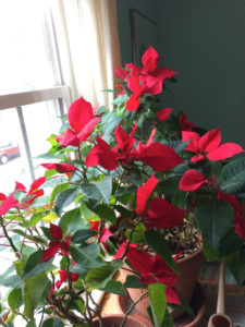 Poinsettia "blooming" by cyane lowden