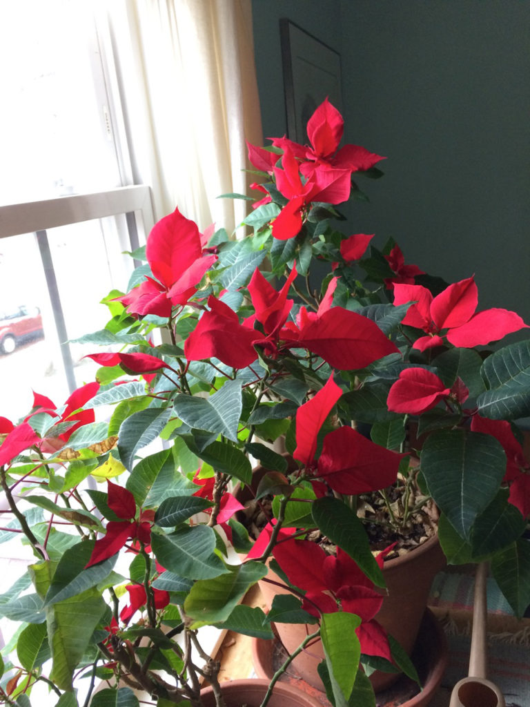  Poinsettia "blooming" by cyane lowden