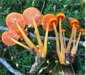 Kingdom fungi orange mushrooms on the ground