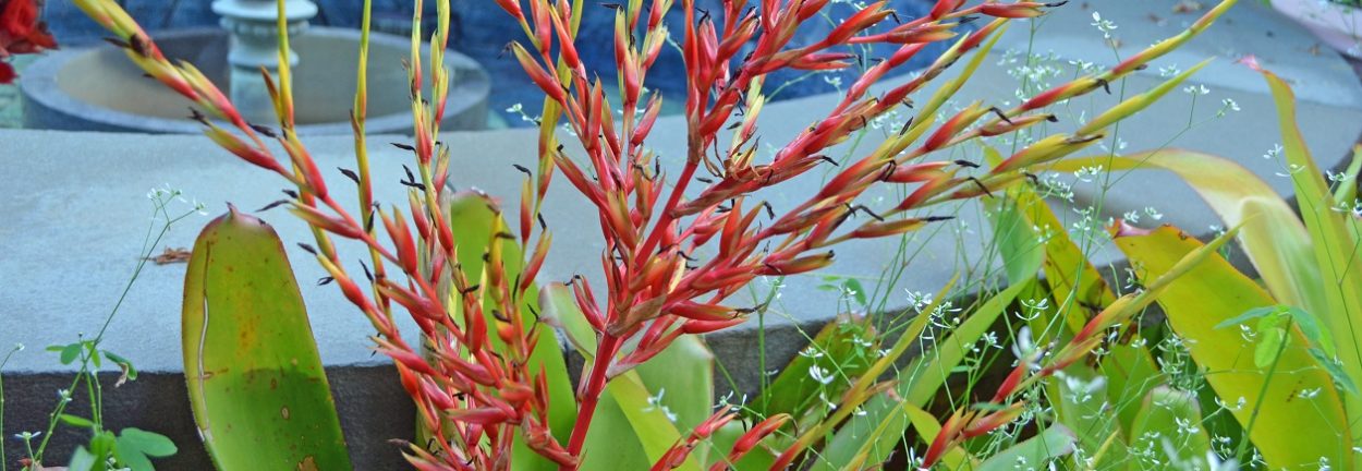 Small Spaces: Tropical Plants in Virginia