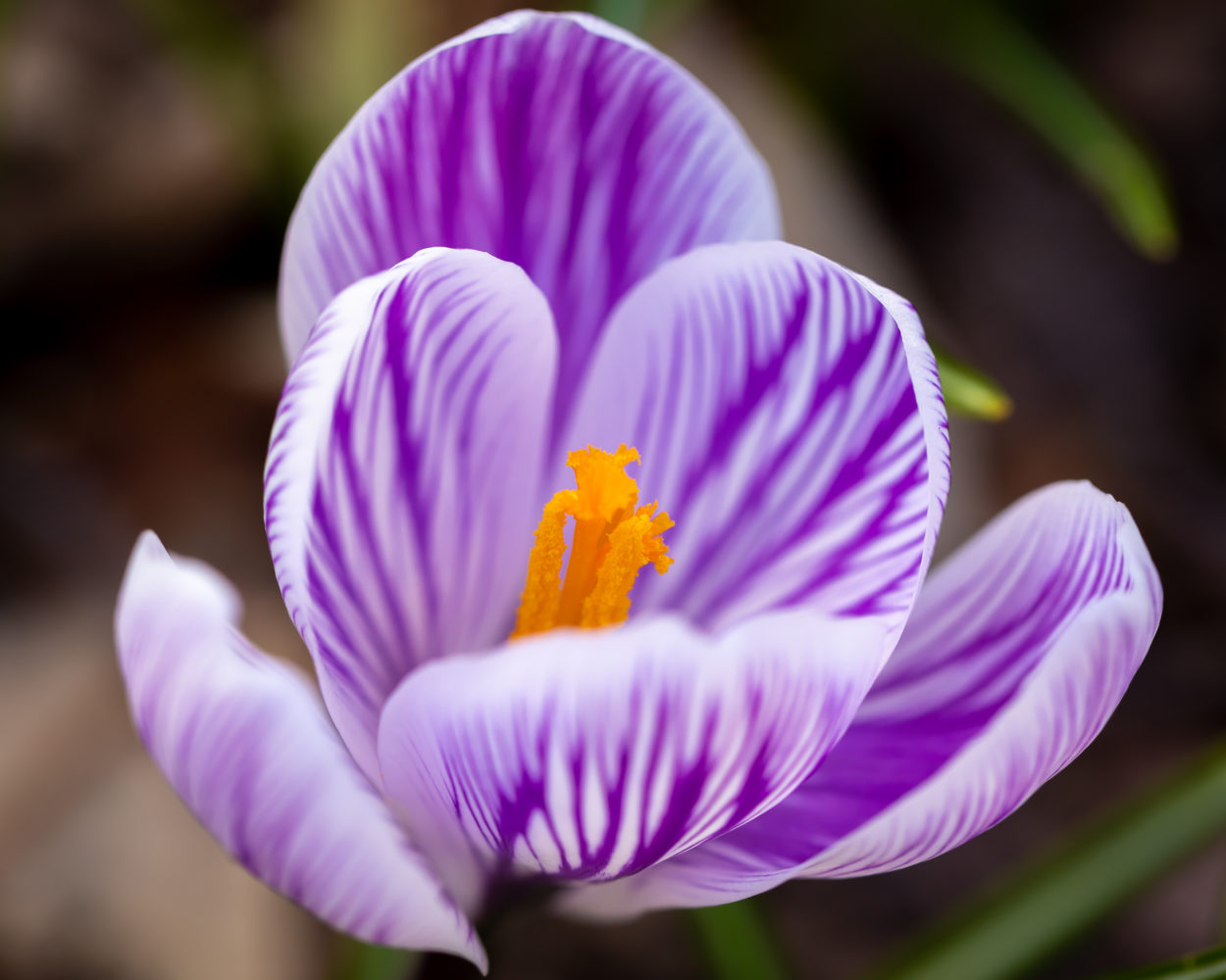 DUTCH CROCUS 'PICKWICK' blooming with purple and white stripes. Image by Tom Hennessy
