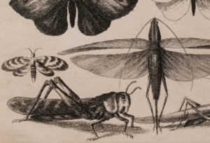 Black and white Hollar print of cricket