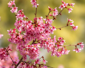Cherry Blossoms, Image by Tom Hennessy