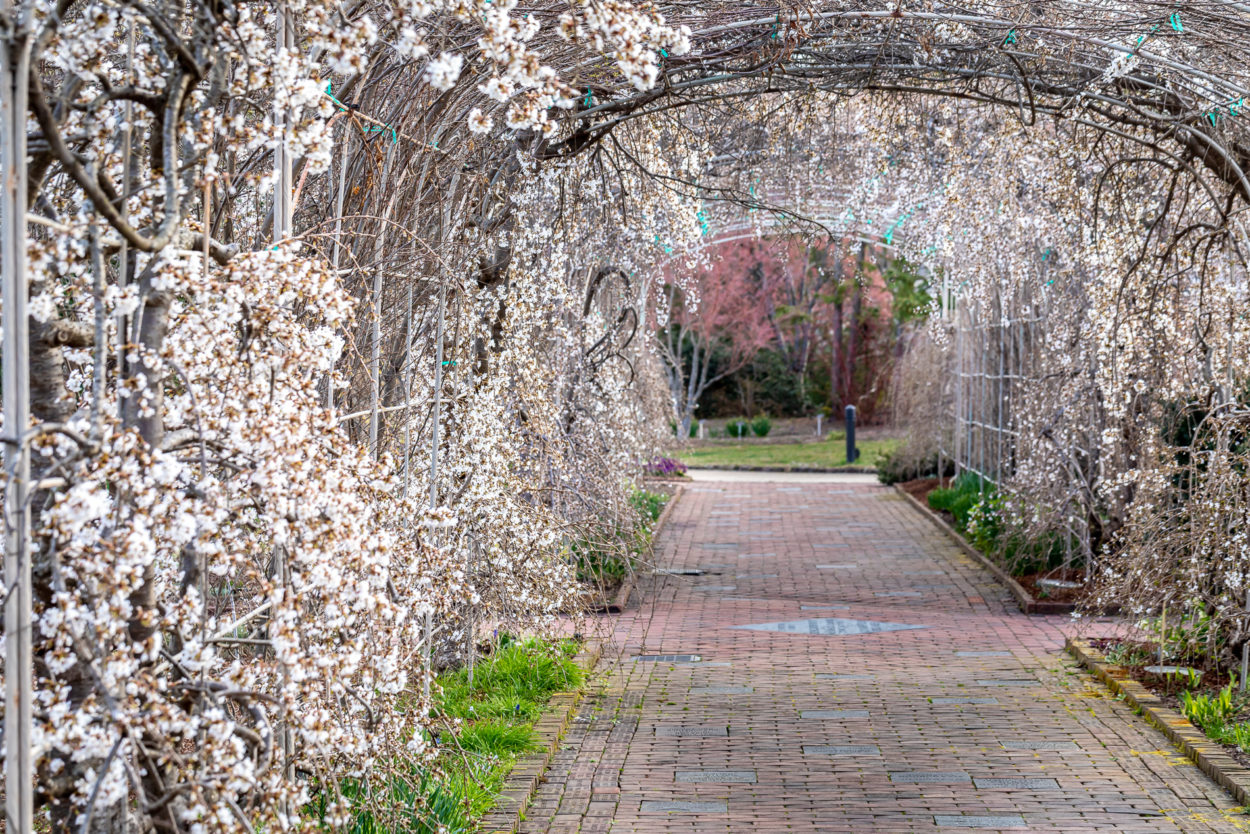 Springtime means cherry blossom tunnels!