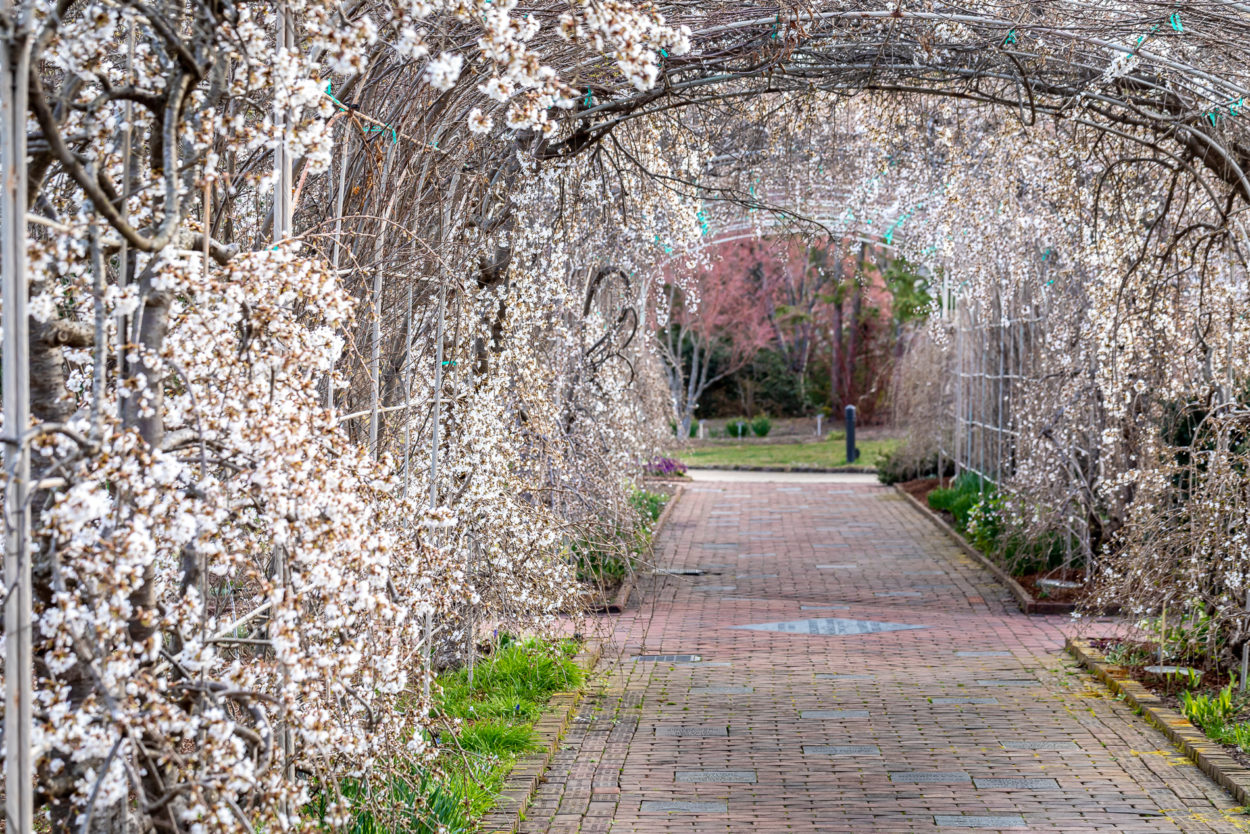 Springtime means cherry blossom tunnels!