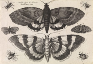 Black and white Hollar print of butterfly