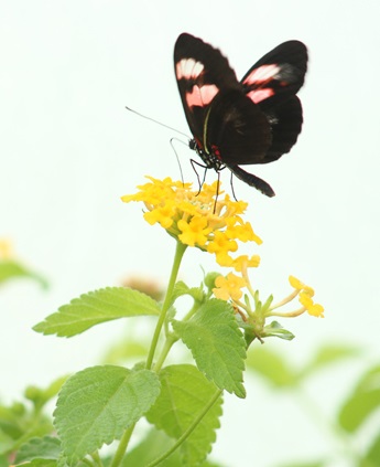 Butterfly Basics Walk and Talk
