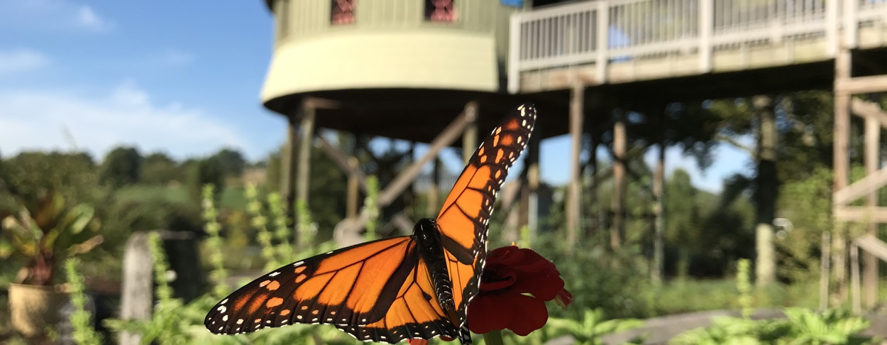 Children's Garden and a monarch butterfly