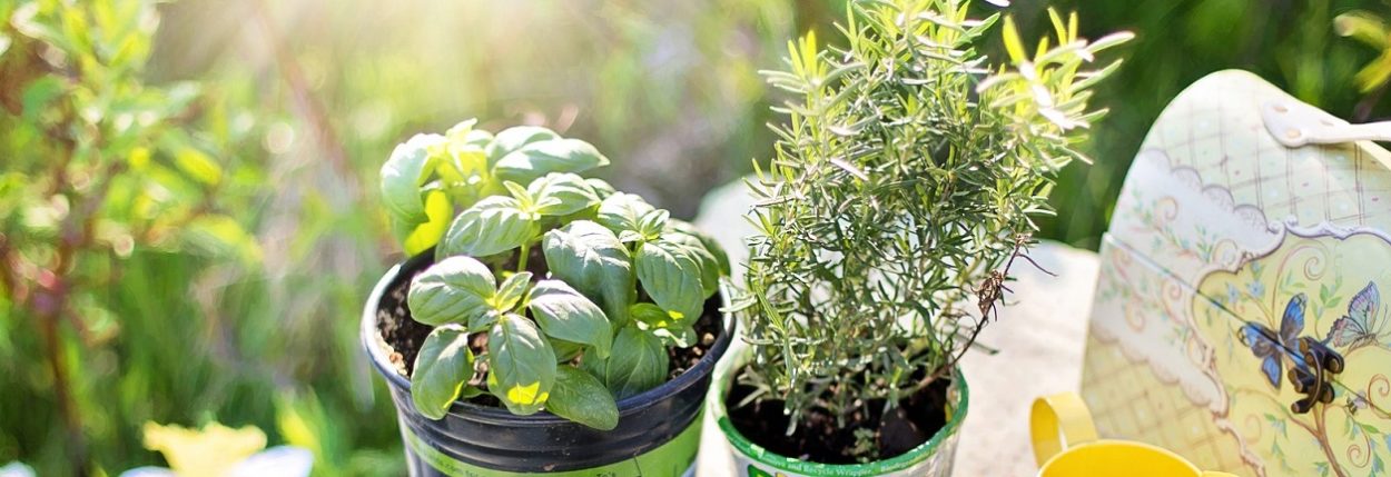 Summer Herb Gardens: Growing