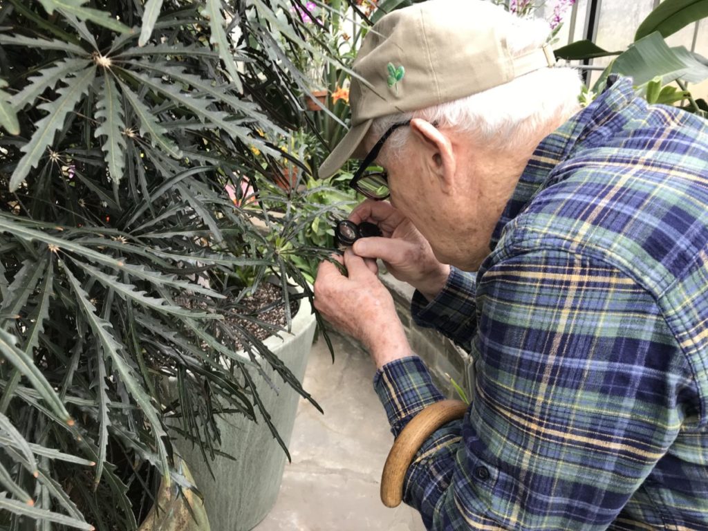 John Popenoe using a magnifying glass to see scale on a tropical plant.