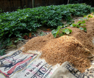 burlap bags spread across ground