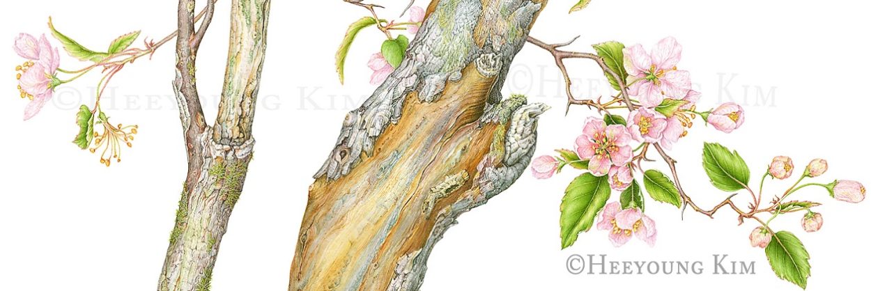 Advanced Botanical Watercolor Techniques with Heeyoung Kim