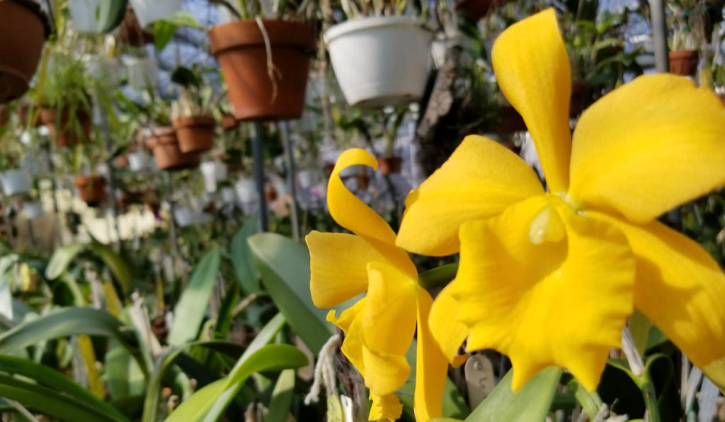 greenhouse full of orchids and seedling pots including some donated by Dr. Arthur Burke