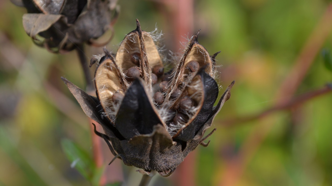 Botany for Botanical Illustration