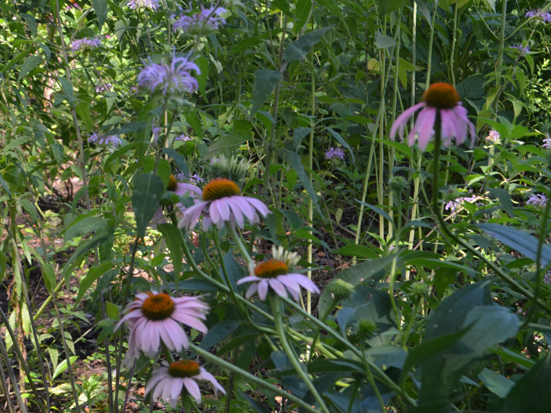 Wildflowers near the Glen Stream gully in Richmond, VA. 