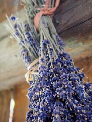 lavender herb garden harvesting