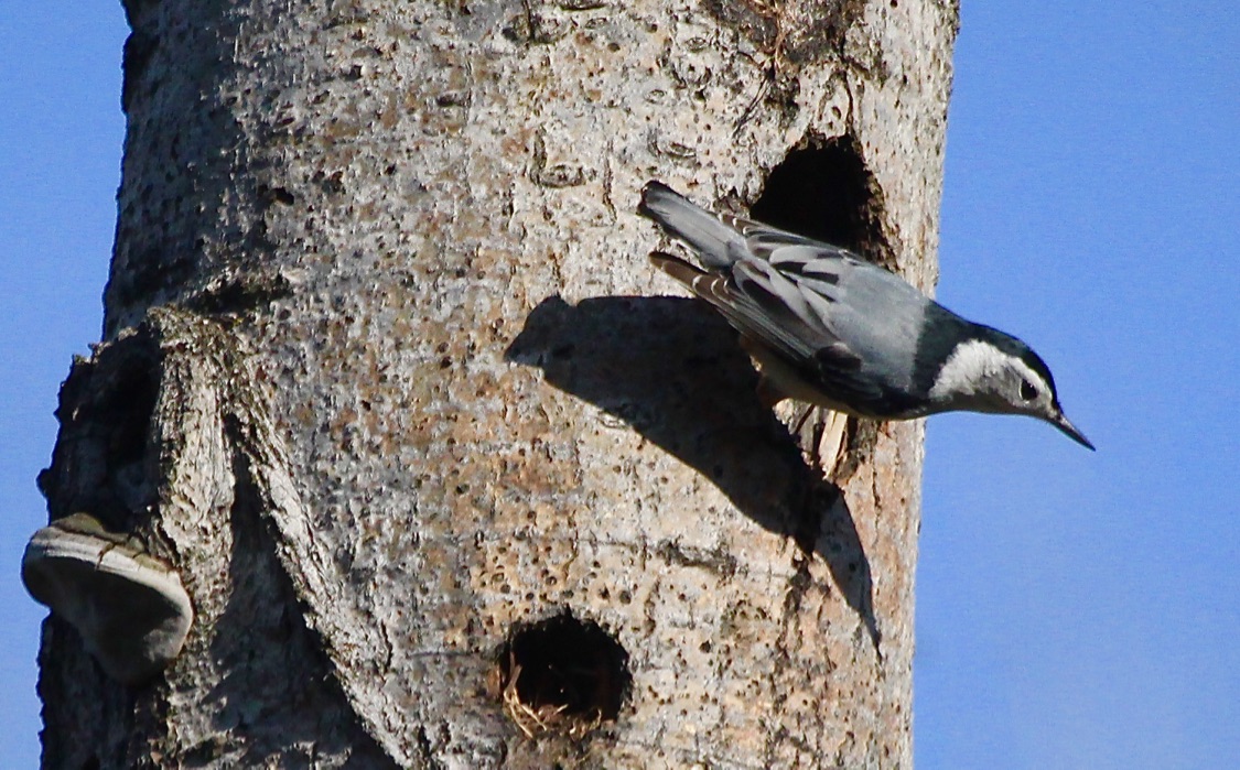 White-breasted Nuthatch bird walking down side of tree.
