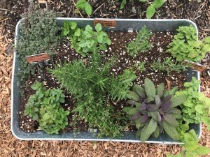 Herb planter in the Kroger Community Kitchen Garden.