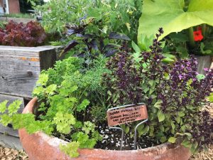 Herb planter in the Kroger Community Kitchen Garden.