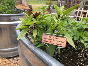 Thai Basil in an herb planter in the Kroger Community Kitchen Garden. 