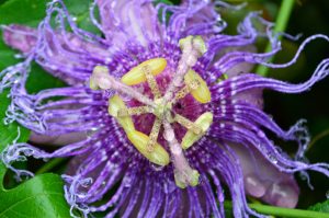 Purple passionflower up close with squiggle petals. 