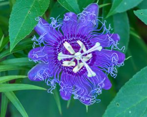 Purple passionflower up close with squiggle petals. 