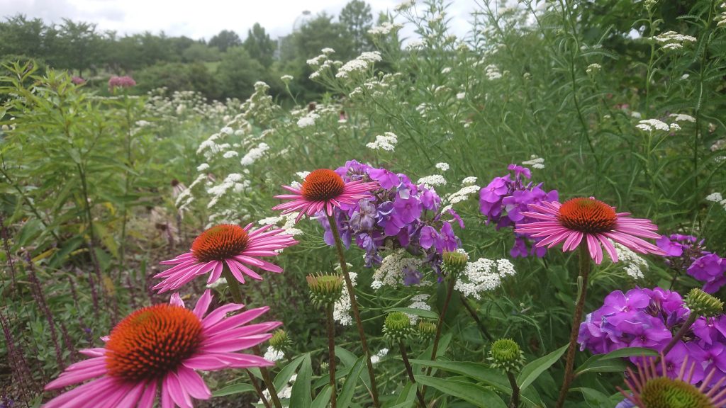 Variety of Virginia native plants in a field that help protect the Chesapeake Bay.